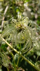 Clematis glauca (Clematis glauca)