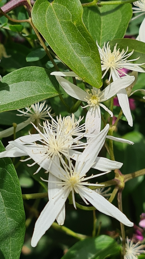 Clematis glycinoides (Clematis glycinoides)