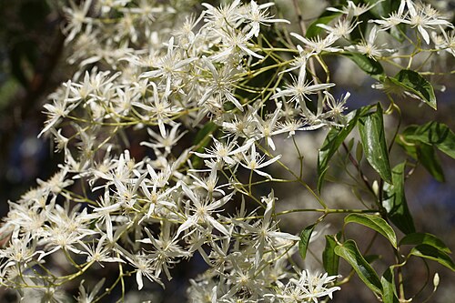 Clematis glycinoides: Headache Vine - Clematis glycinoides