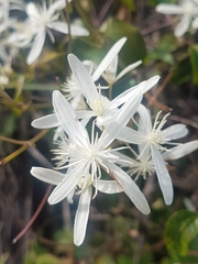 Clematis glycinoides (Clematis glycinoides)