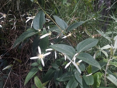 Clematis glycinoides (Clematis glycinoides)
