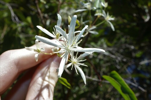 Clematis glycinoides (Clematis glycinoides)