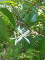 Clematis glycinoides (Clematis glycinoides)