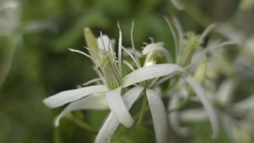 Clematis glycinoides (Clematis glycinoides)