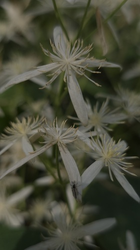 Clematis glycinoides (Clematis glycinoides)