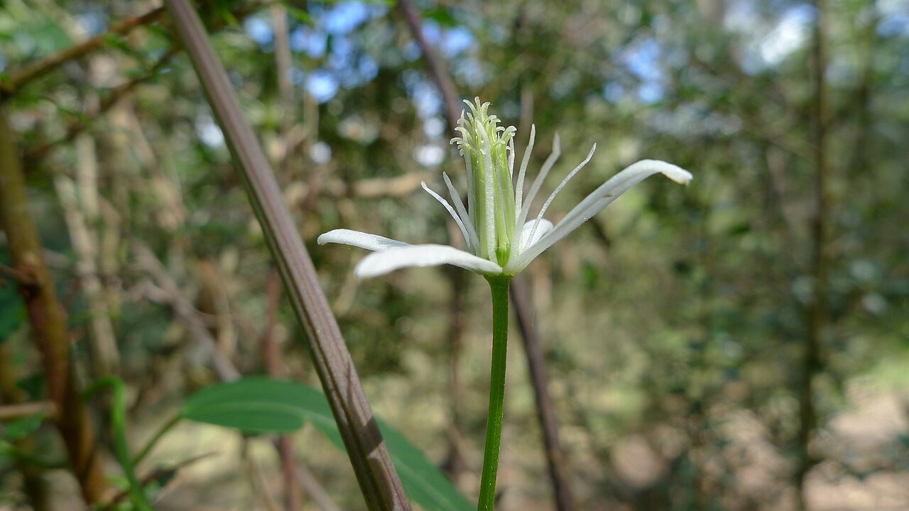 Clematis glycinoides: Clematis glycinoides . Evans Crown Nature Reserve, Tarana NSW Australia, December 2011.