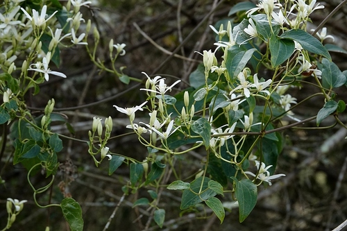 Clematis glycinoides (Clematis glycinoides)
