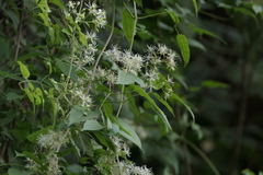 Clematis gouriana (Clematis gouriana)