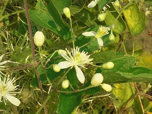 Clematis gouriana: 串鼻龍蔓生在草地上，開著一朵朵可愛的小白花。 羅東溪沿岸自行車專用道 Lotung, Taiwan 2009/09/06