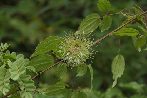 Clematis gouriana (Clematis gouriana)
