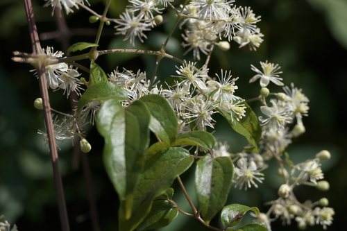 Clematis gouriana (Clematis gouriana)