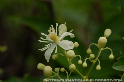 Clematis grata: Clematis grata Wall. ???