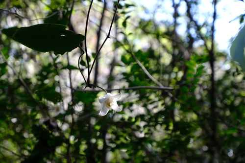 Clematis henryi (Clematis henryi)