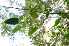 Clematis henryi (Clematis henryi)