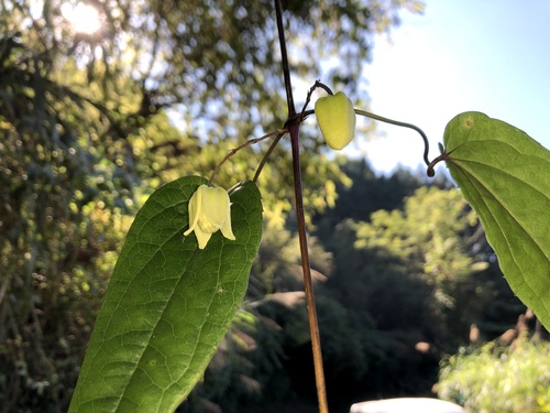 Clematis henryi (Clematis henryi)