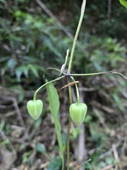 Clematis henryi (Clematis henryi)
