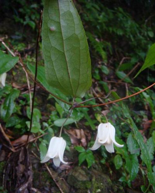 Clematis henryi: 亨利氏鐵線蓮 Clematis henryi Oliv.毛茛科2