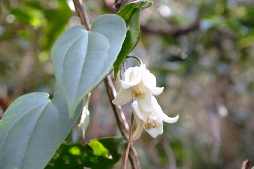 Clematis henryi (Clematis henryi)