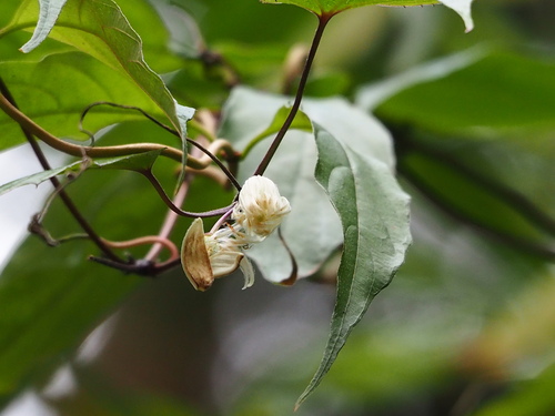 Clematis henryi (Clematis henryi)