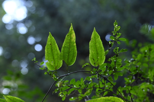 Clematis henryi (Clematis henryi)