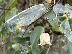 Clematis henryi (Clematis henryi)