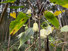 Clematis henryi (Clematis henryi)
