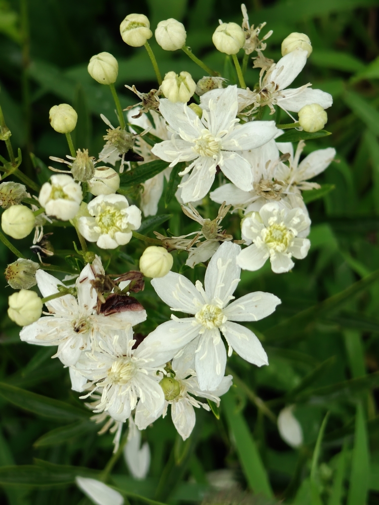 Clematis hexapetala (Clematis hexapetala)