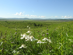 Clematis hexapetala (Clematis hexapetala)