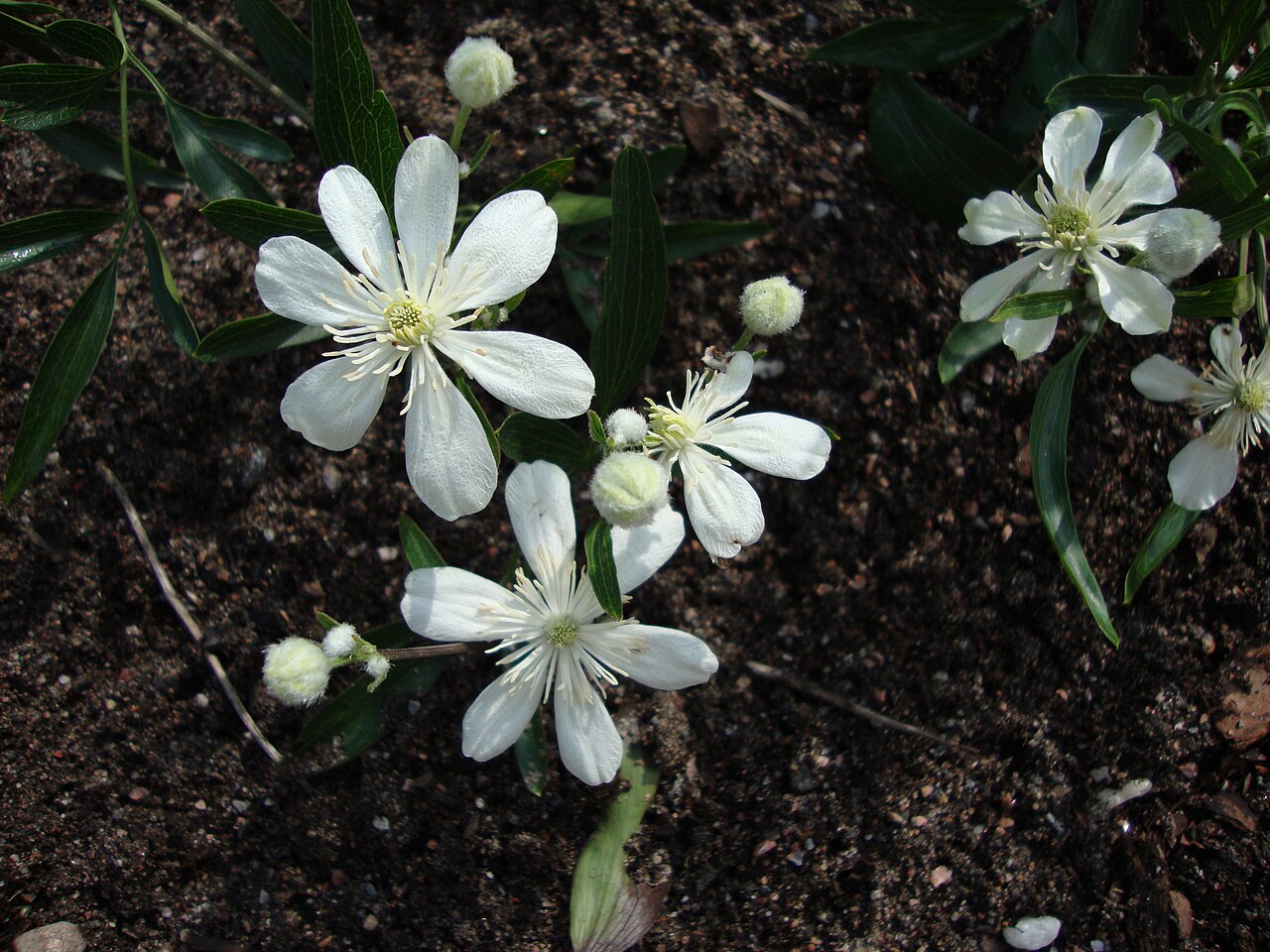 Clematis hexapetala: Clematis hexapetala var. hexapetala in Helsinki University Botanical Garden in Kumpula