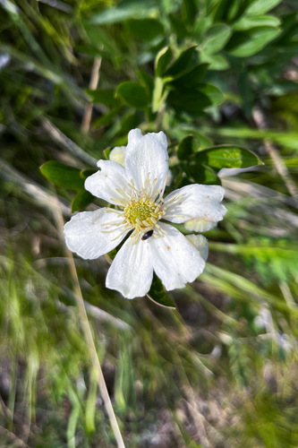 Clematis hexapetala (Clematis hexapetala)