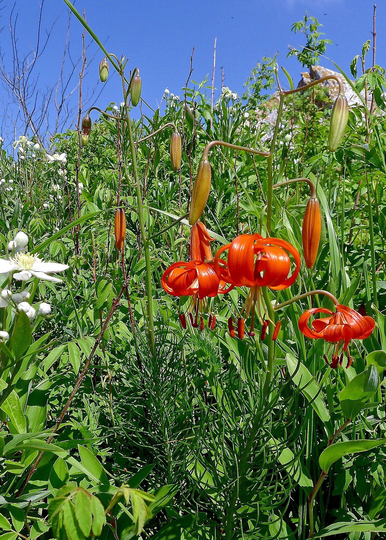 Clematis hexapetala: IVO Partizansk town, Primorsky Krai, the Russian Far East.
