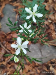 Clematis hexapetala (Clematis hexapetala)