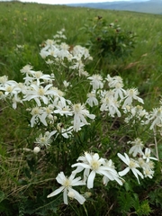 Clematis hexapetala (Clematis hexapetala)