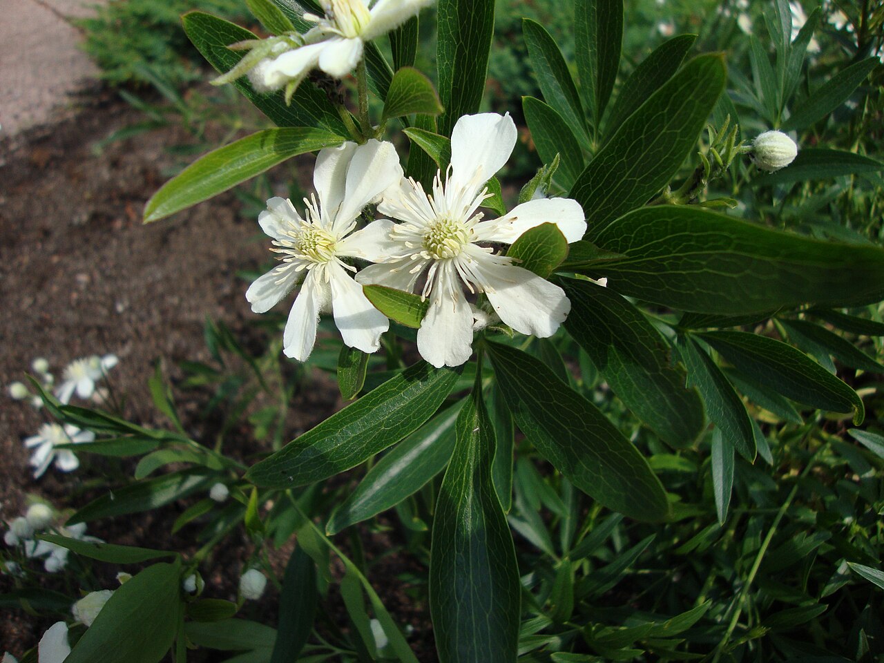 Clematis hexapetala: Clematis hexapetala var. hexapetala in Helsinki University Botanical Garden in Kumpula