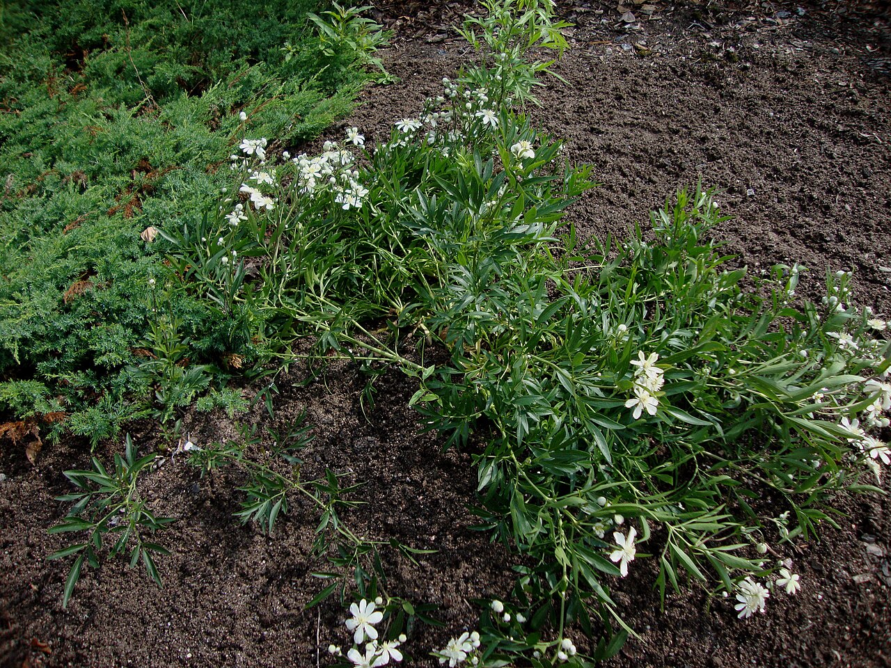 Clematis hexapetala: Clematis hexapetala var. hexapetala in Helsinki University Botanical Garden in Kumpula