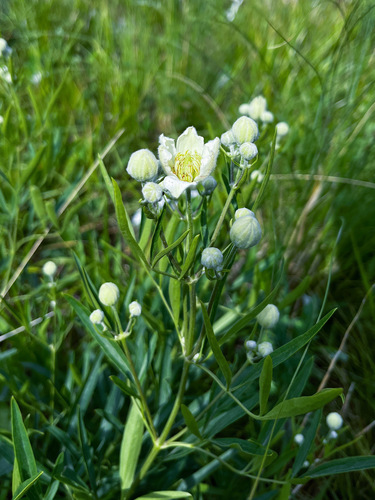 Clematis hexapetala (Clematis hexapetala)