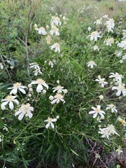 Clematis hexapetala (Clematis hexapetala)