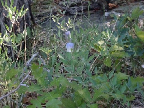 Hairy clematis (Clematis hirsutissima)