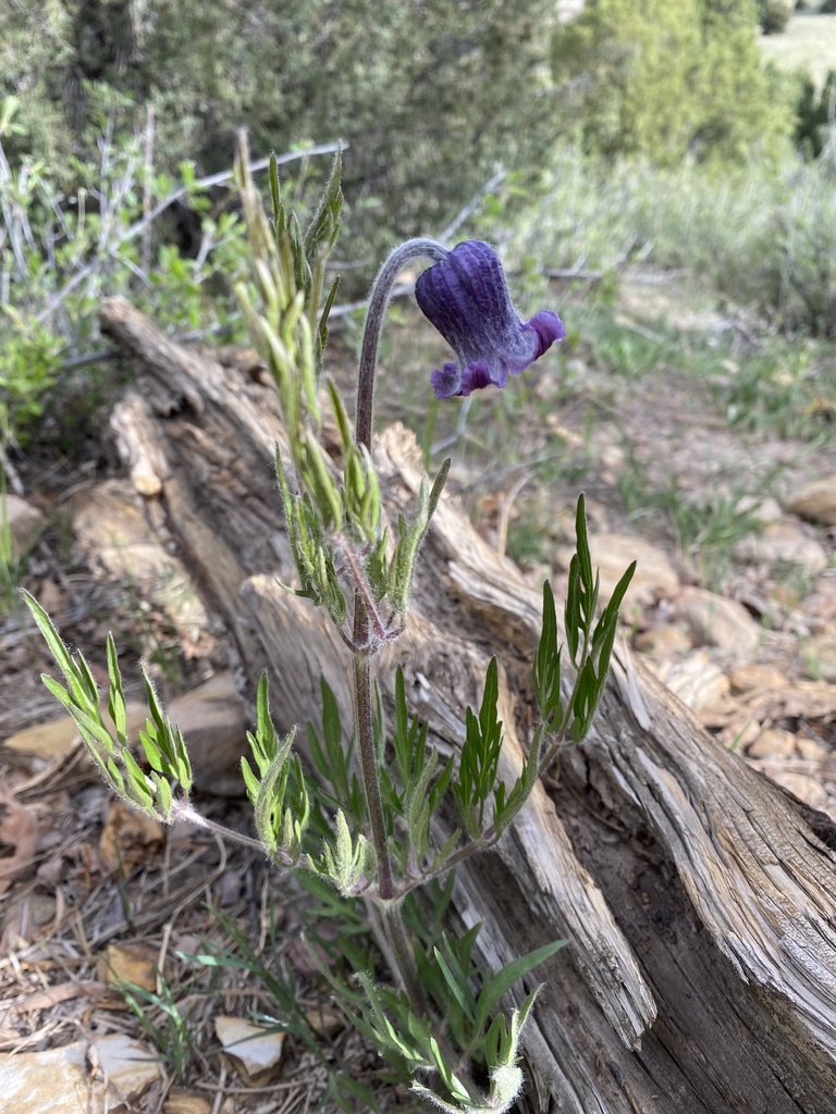 Hairy clematis (Clematis hirsutissima)