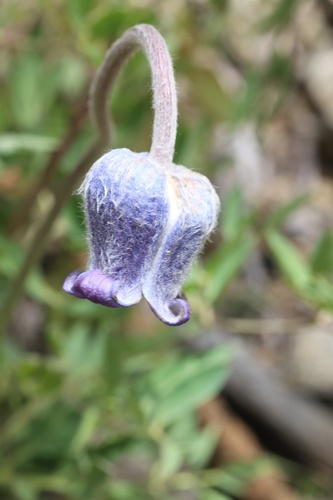 Hairy clematis (Clematis hirsutissima)