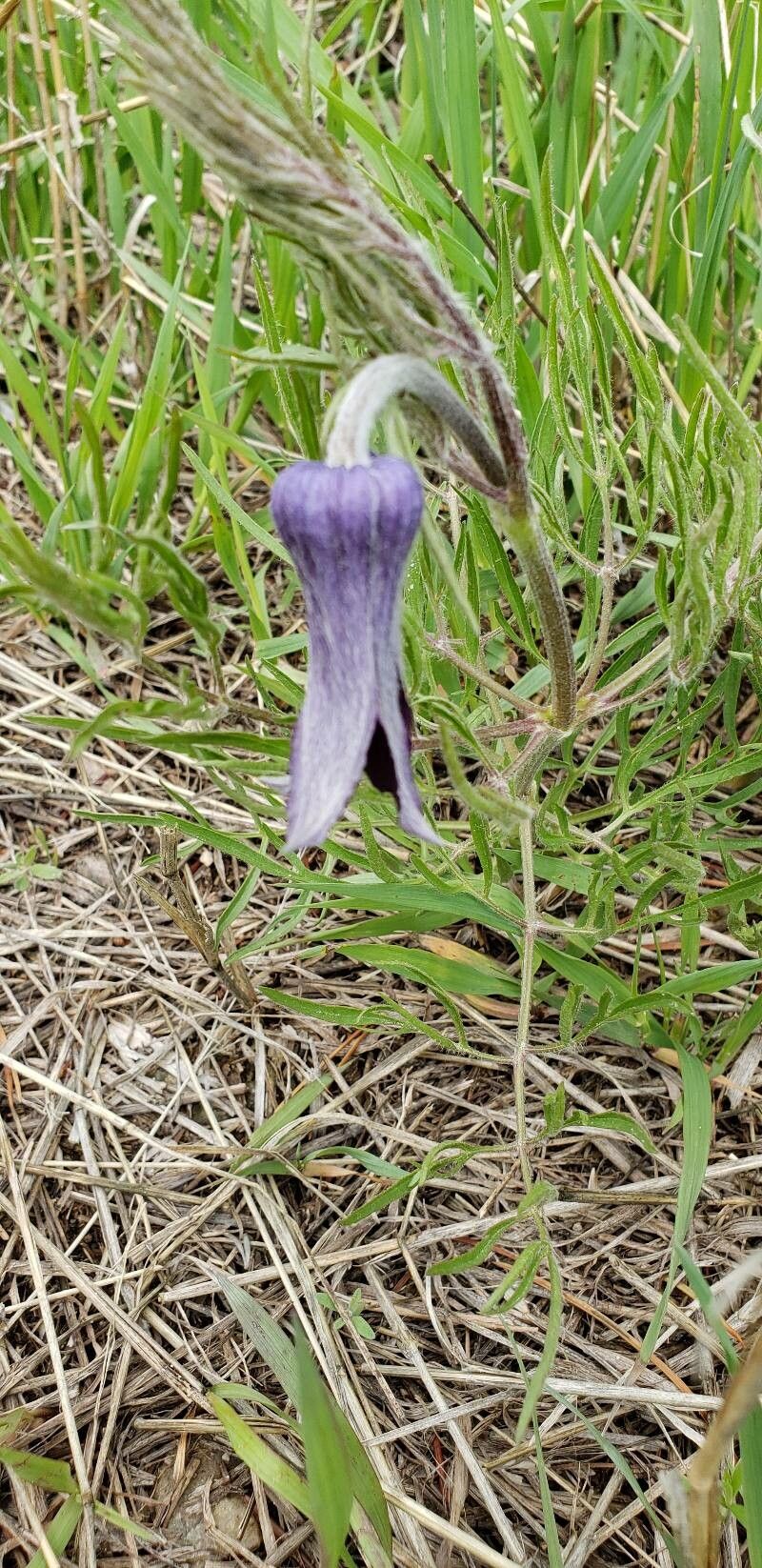 Hairy clematis (Clematis hirsutissima)