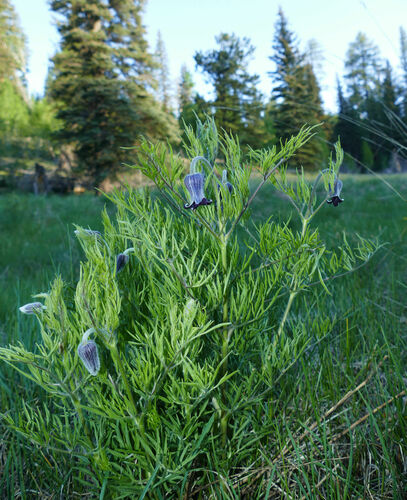 Hairy clematis (Clematis hirsutissima)