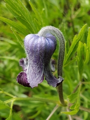 Hairy clematis (Clematis hirsutissima)