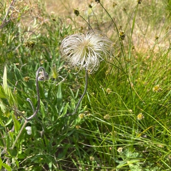 Hairy clematis (Clematis hirsutissima)