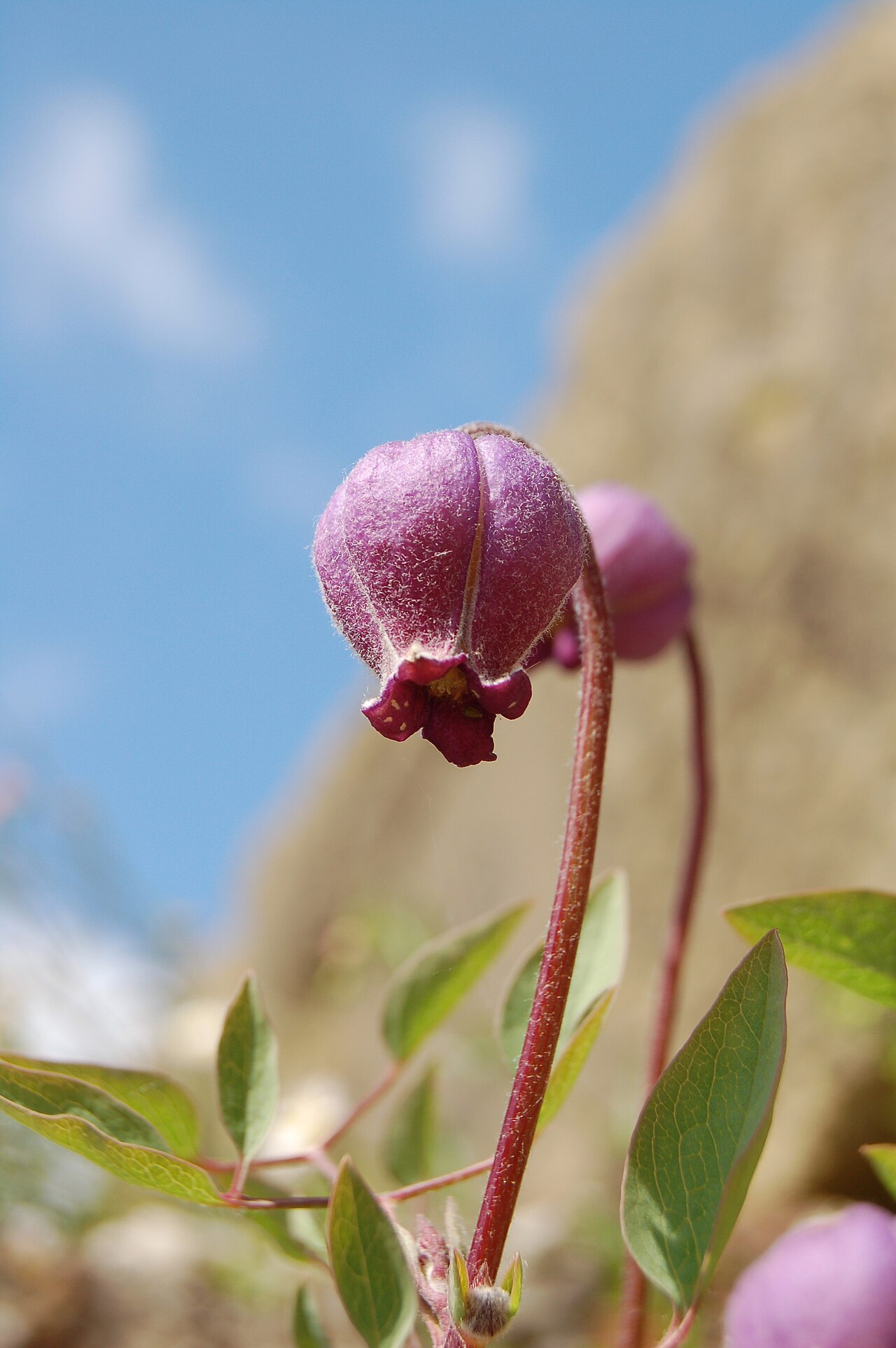 Hairy clematis: Clematis hirsutissima