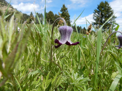Hairy clematis (Clematis hirsutissima)