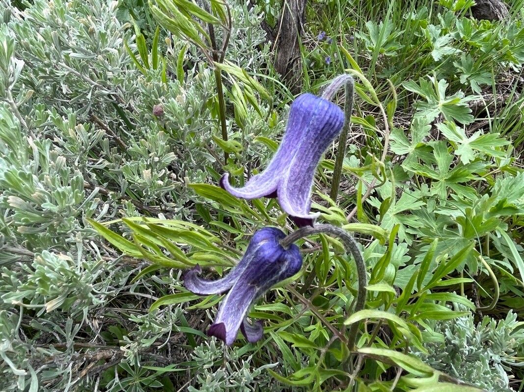 Hairy clematis (Clematis hirsutissima)