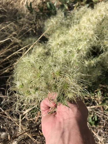 Western white clematis (Clematis ligusticifolia)