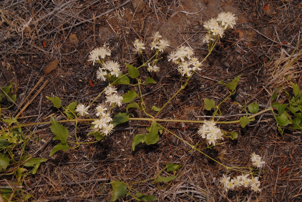 Western white clematis (Clematis ligusticifolia)
