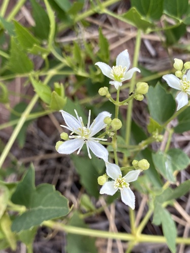 Western white clematis (Clematis ligusticifolia)